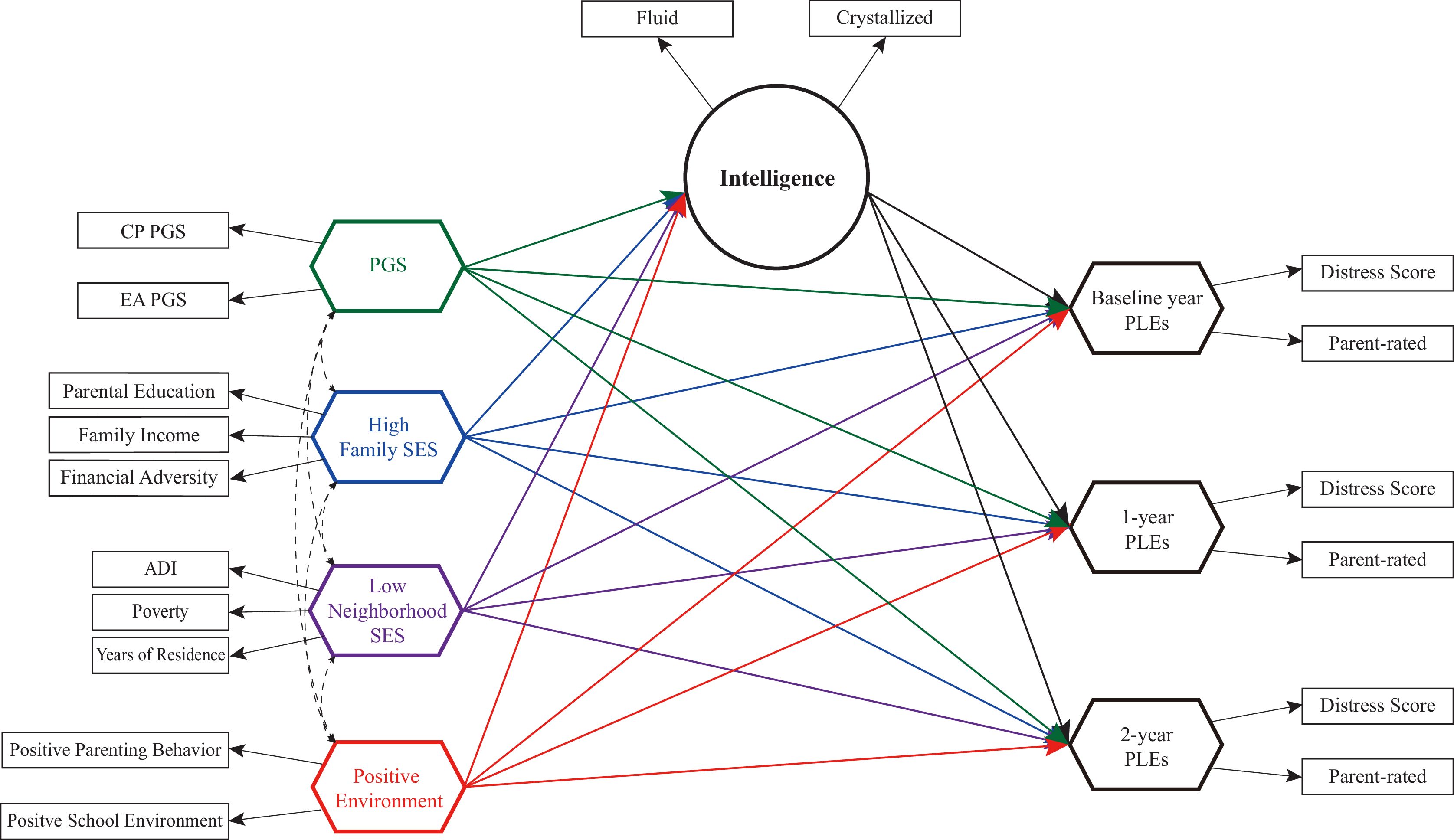 Study diagram for longitudinal trajectories of genetic and environmental influences on psychotic-like experiences (PLEs) through cognitive intelligence.